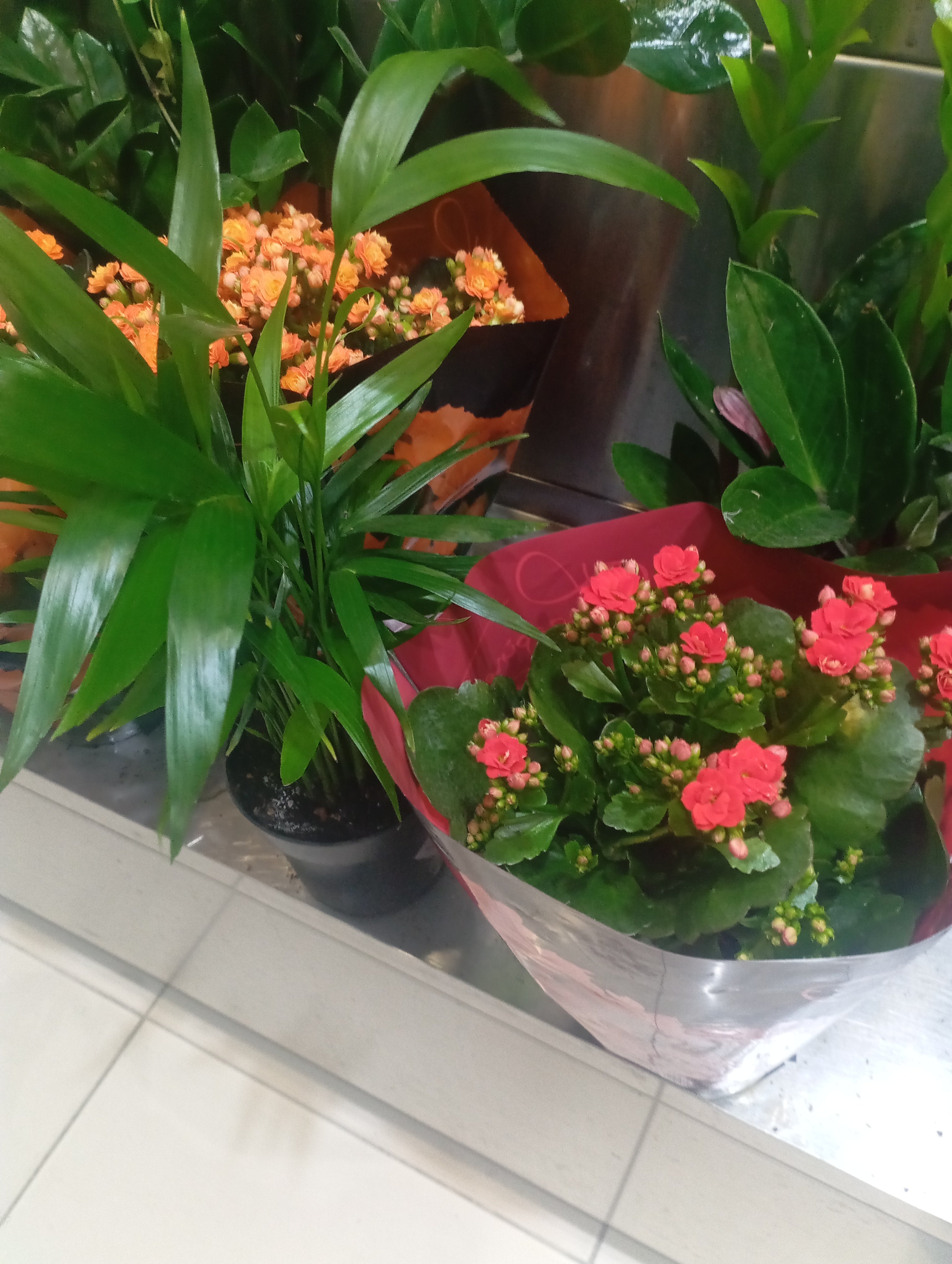 Natural plants