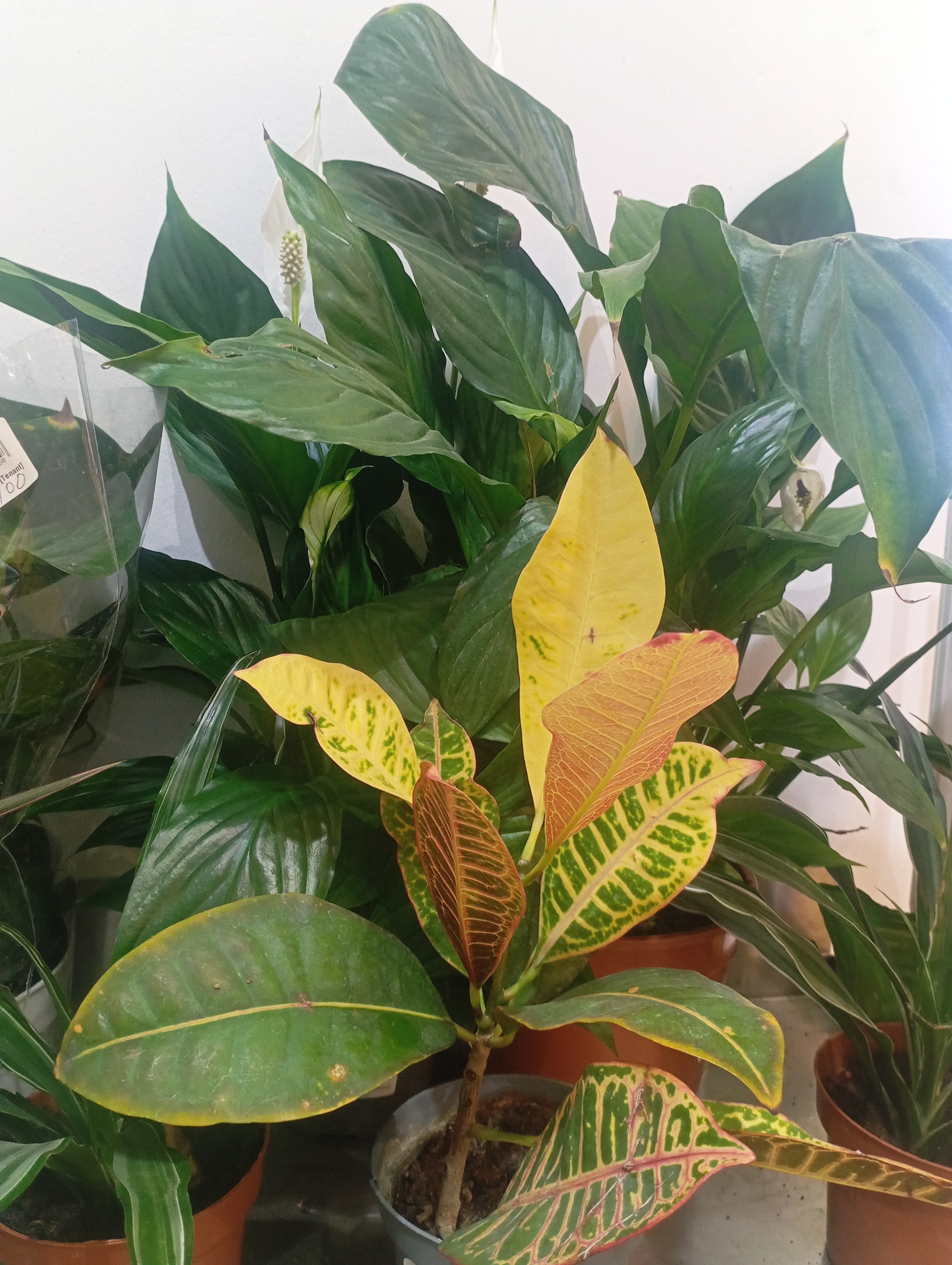 Natural plants