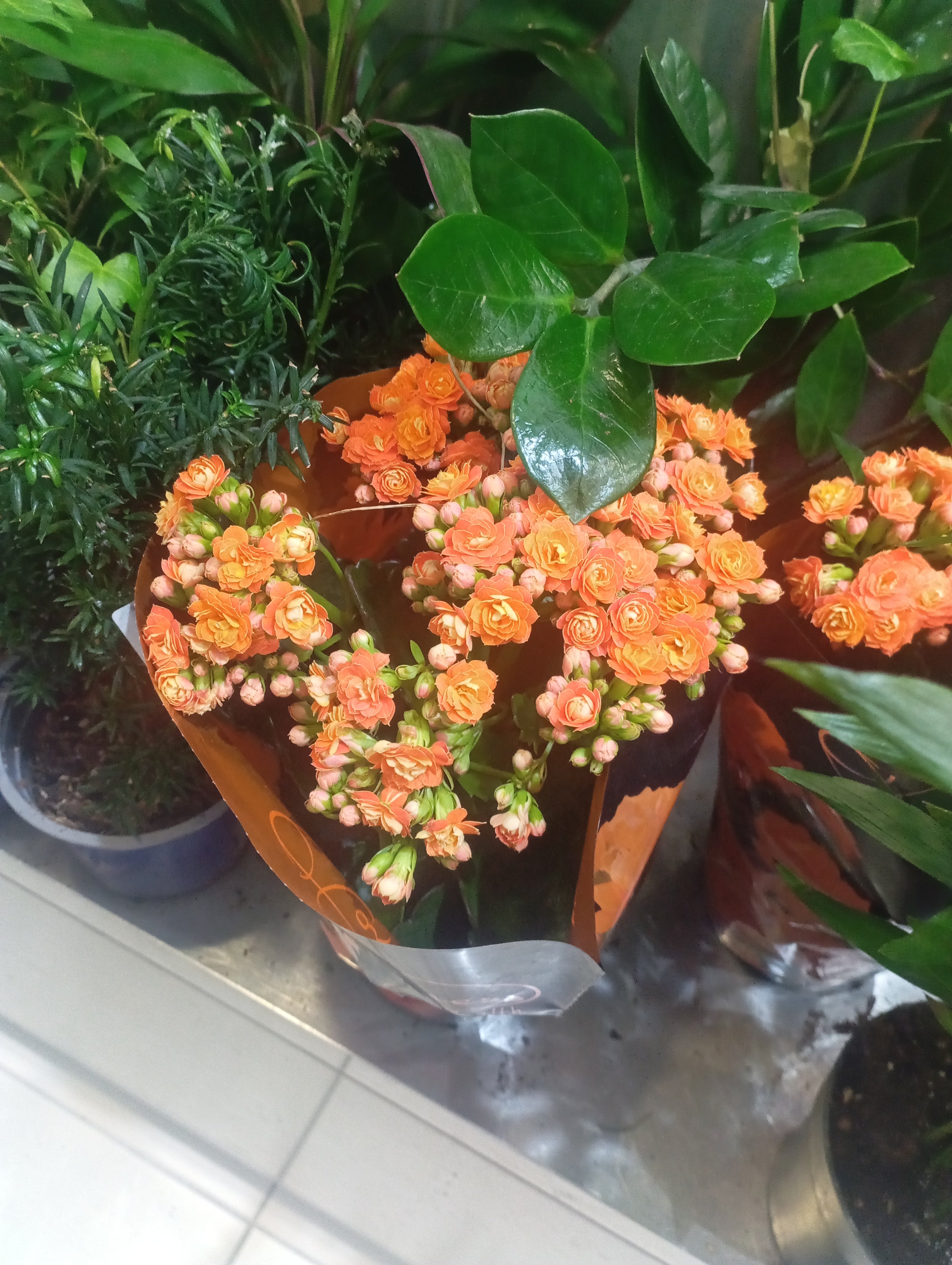Natural plants