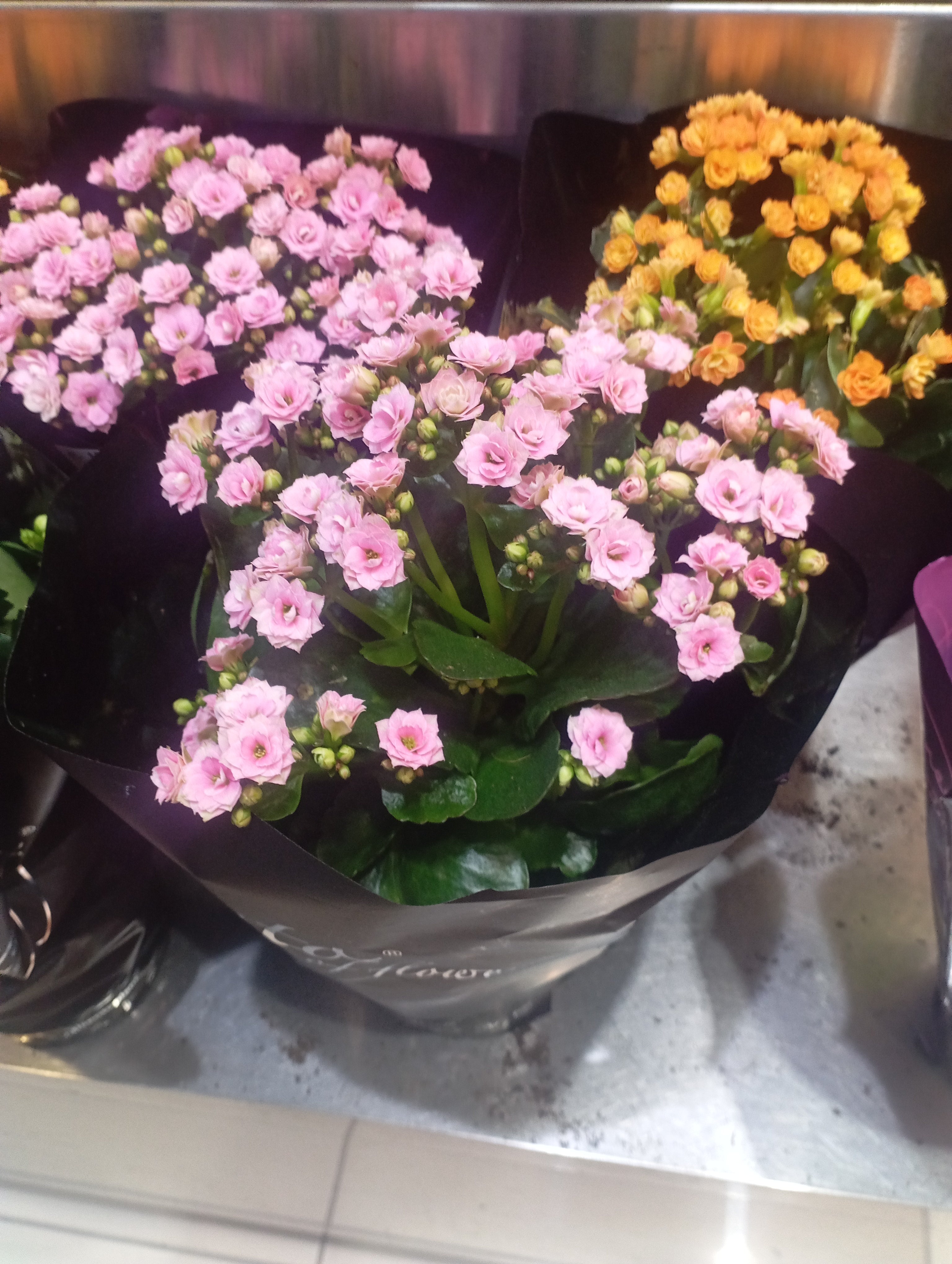 Natural plants
