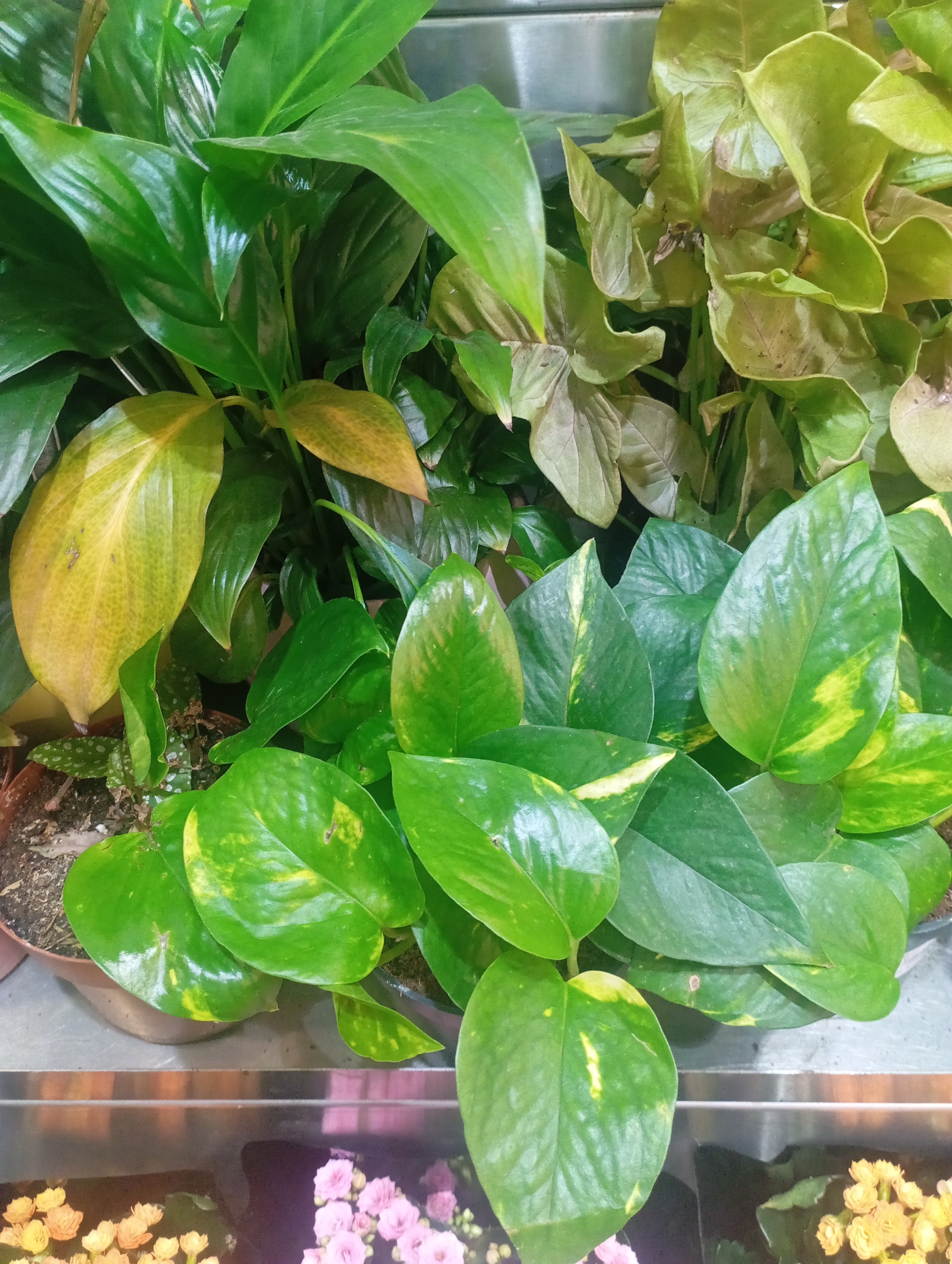 Natural plants
