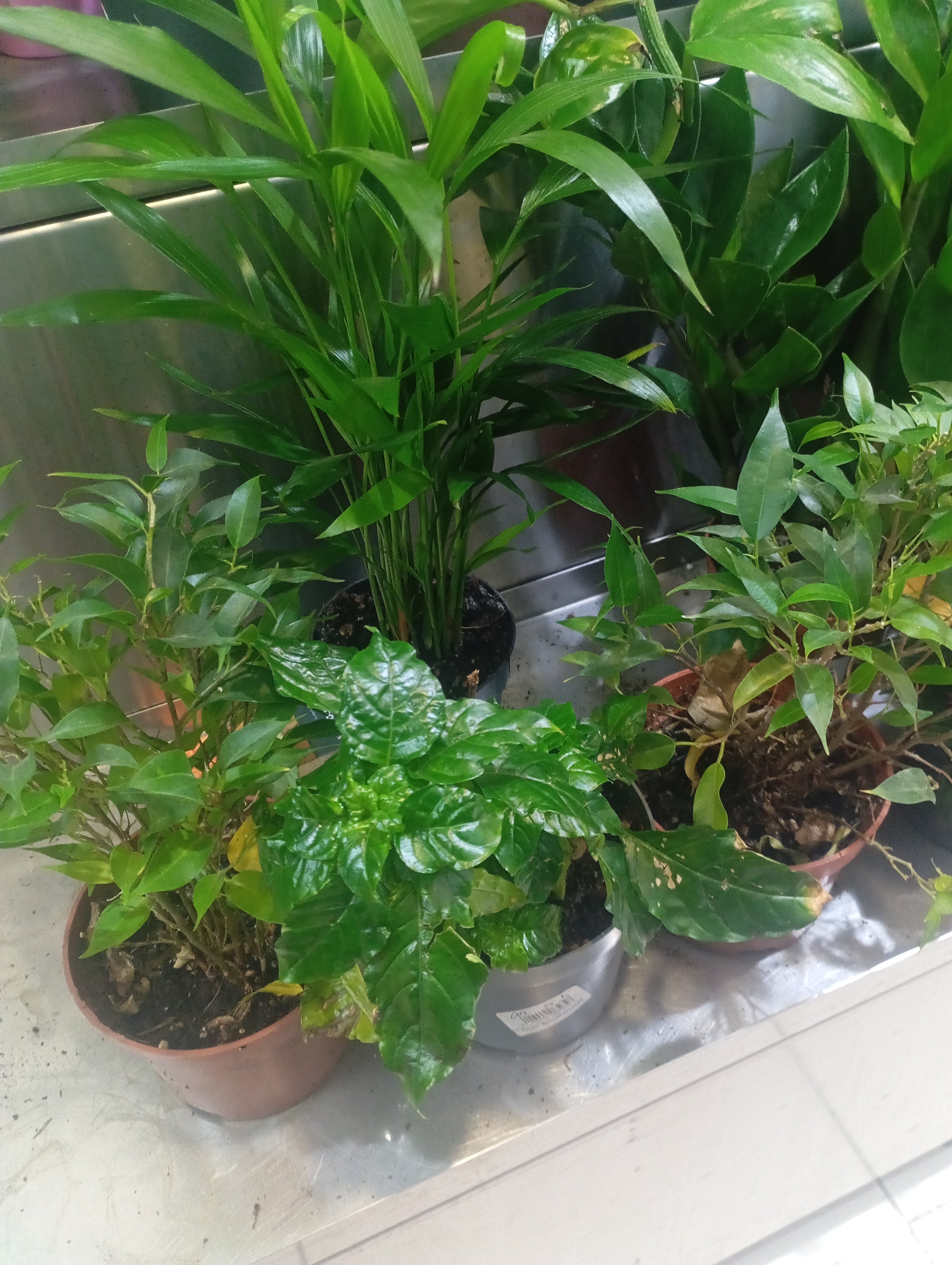 Natural plants